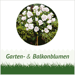 AS Garden